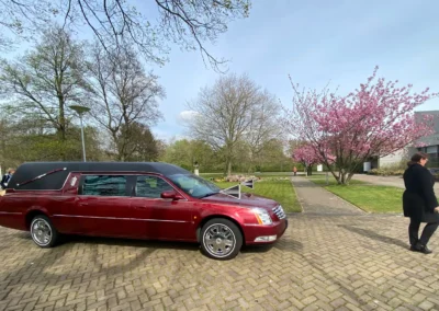 Bordeauxrode Cadillac Bij Bloesembomen